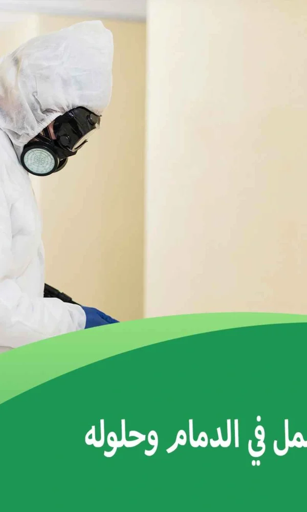 انتشار النمل في الدمام وحلوله