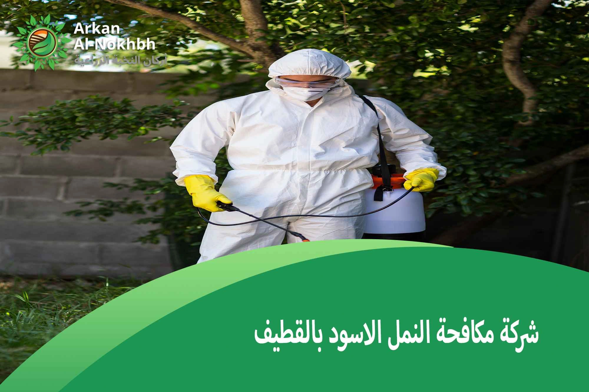 شركة مكافحة النمل الاسود بالقطيف
