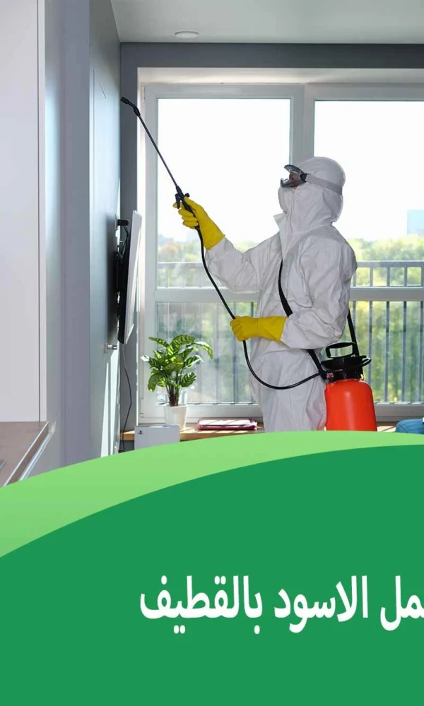 شركة مكافحة النمل الاسود بالقطيف