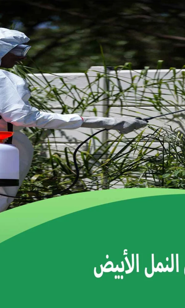 حماية المنزل من النمل الأبيض