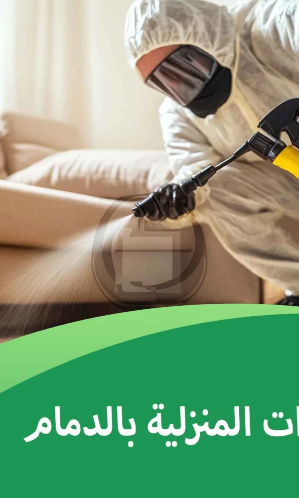 خطورة الحشرات المنزلية بالدمام