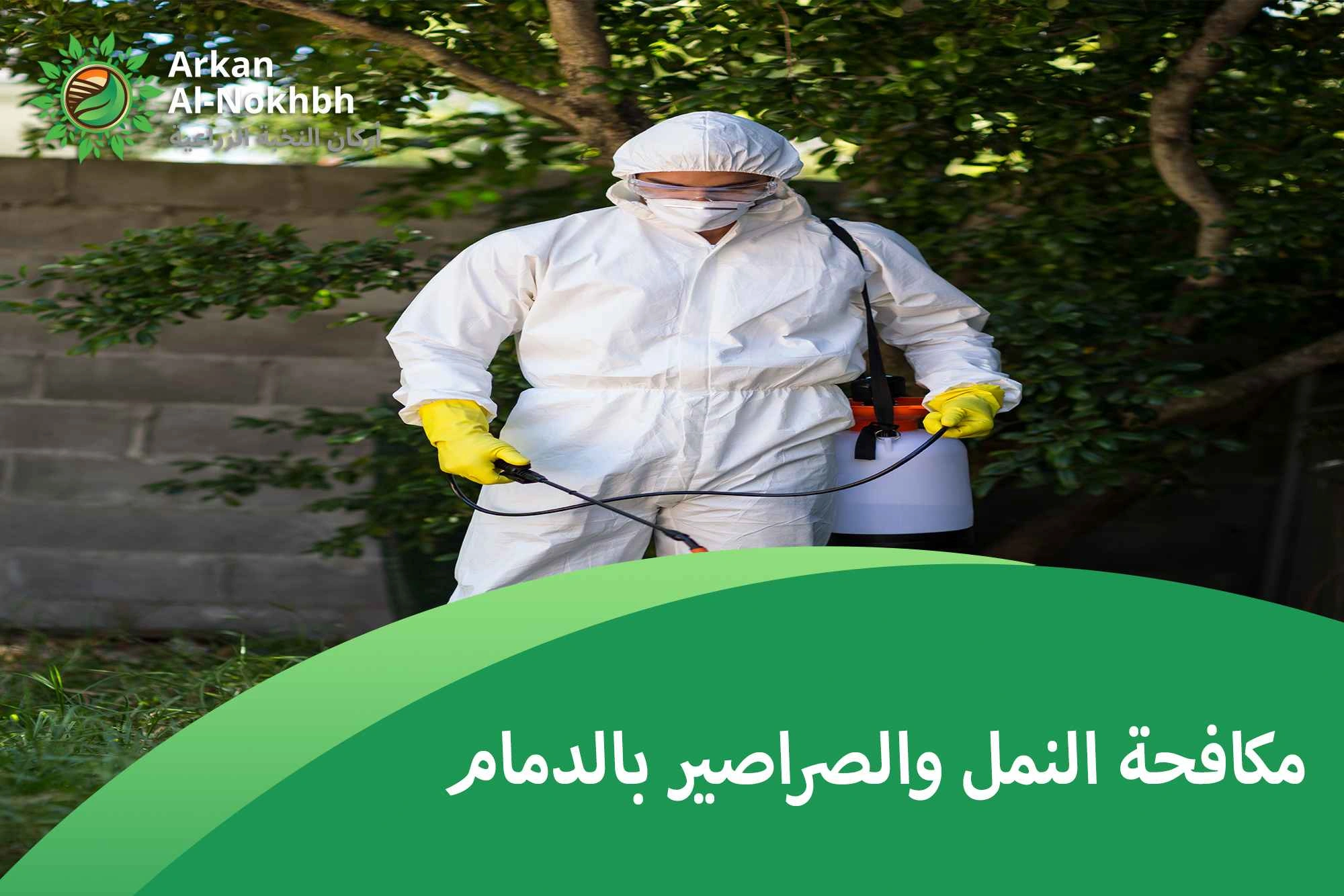 مكافحة النمل والصراصير بالدمام